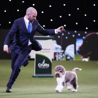 Should My Dog Enter Show Business?
