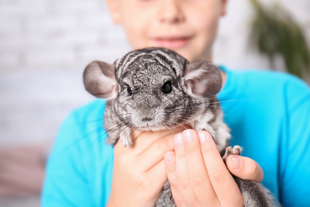 How to Care for Small Exotic Pet Breeds
