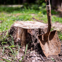 Landscaping Excellence: Essential Services for a Flawless Outdoor Space