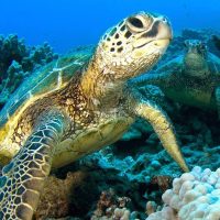 Exploring The Meaning Of Honu In Hawaiian Lore