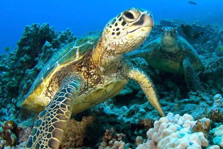 Exploring The Meaning Of Honu In Hawaiian Lore