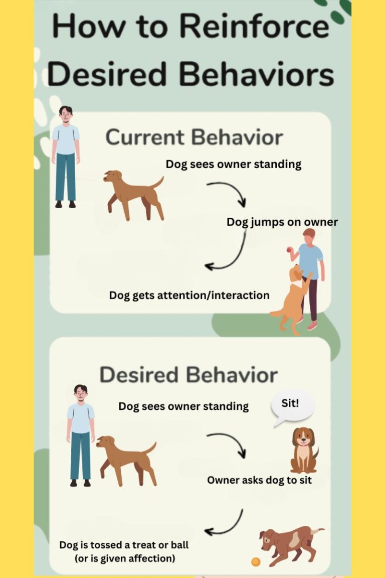 Understanding: What Does It Mean When My Dog Lays On Me