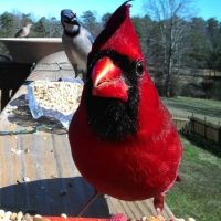Exploring What Eats Cardinals: Nature’S Predators