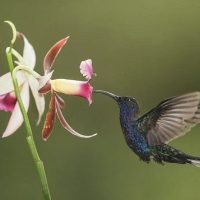 Discover What Eats Orchids In The Rainforest