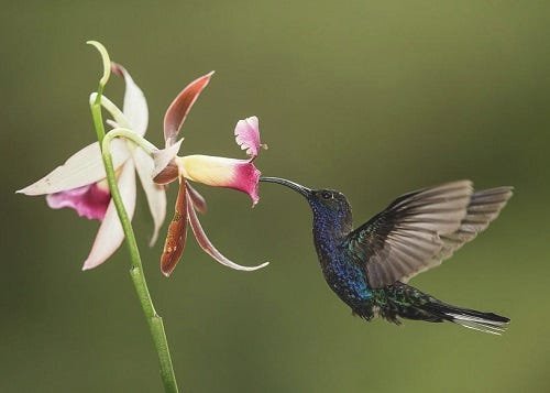Discover What Eats Orchids In The Rainforest
