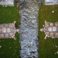 Maximizing Profitability with Jupiter Swap Innovations